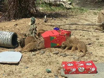 Animales del Bioparque Ukumarí también celebraron la Navidad