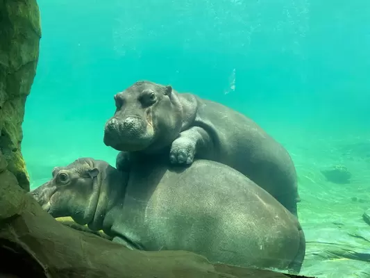 Gobierno de la Ciudad y el Bioparque Ukumarí celebran el día mundial de los  hipopótamos y