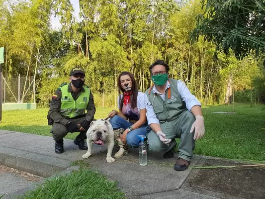 Rescate de perros por el gobierno de la ciudad
