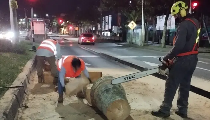 Alcaldía inició retiro de palmeras que han finalizado su ciclo vital, en la Avenida 30 de Agosto